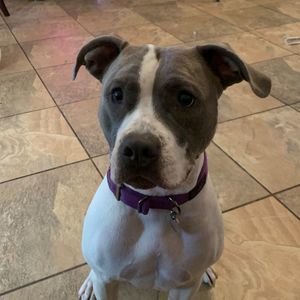 Meet your Posher, Maddison